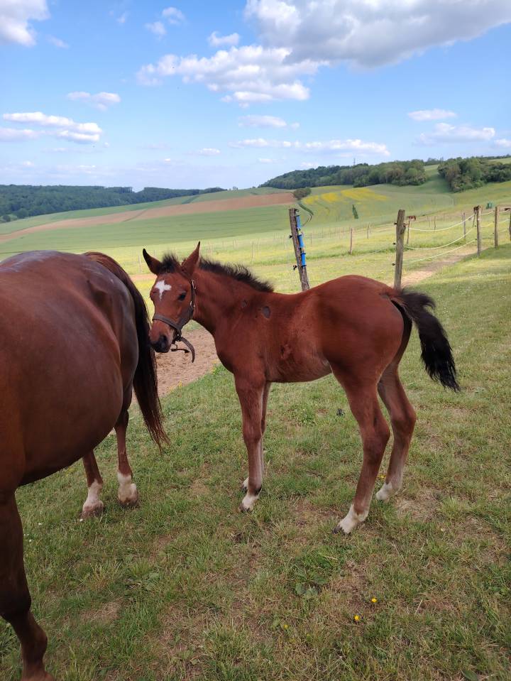 Très beau mâle pfs