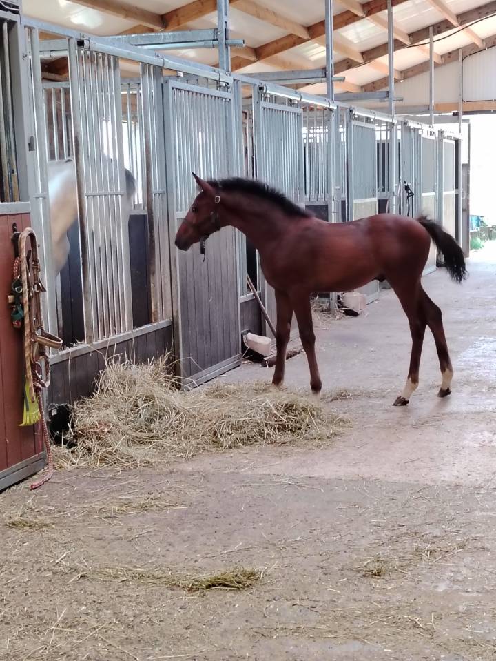 Très beau mâle pfs