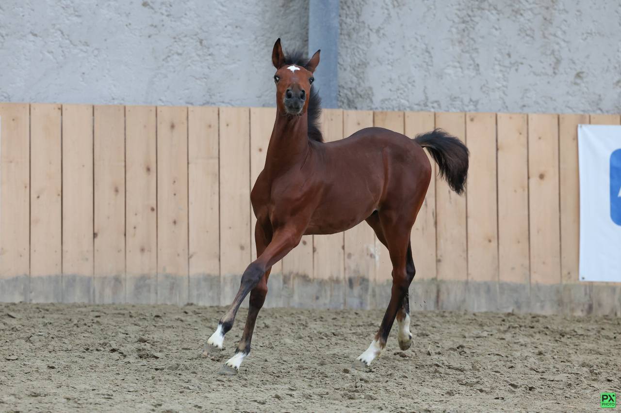 Très beau mâle pfs