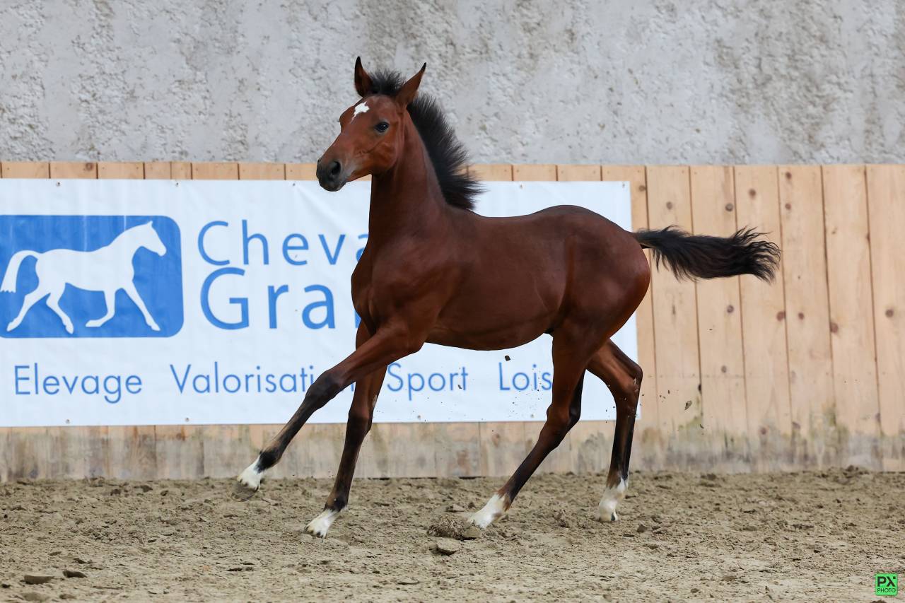 Très beau mâle pfs
