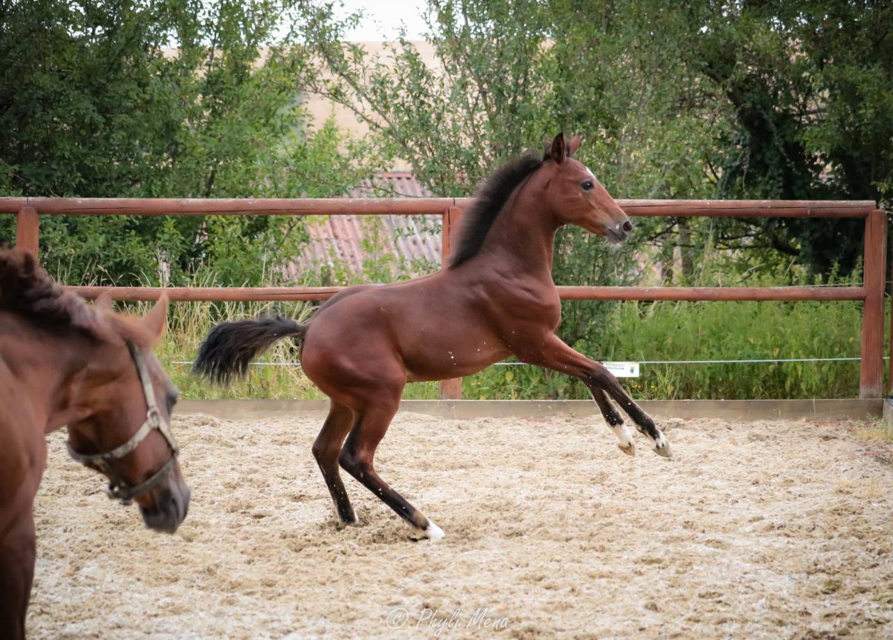 Très beau mâle pfs