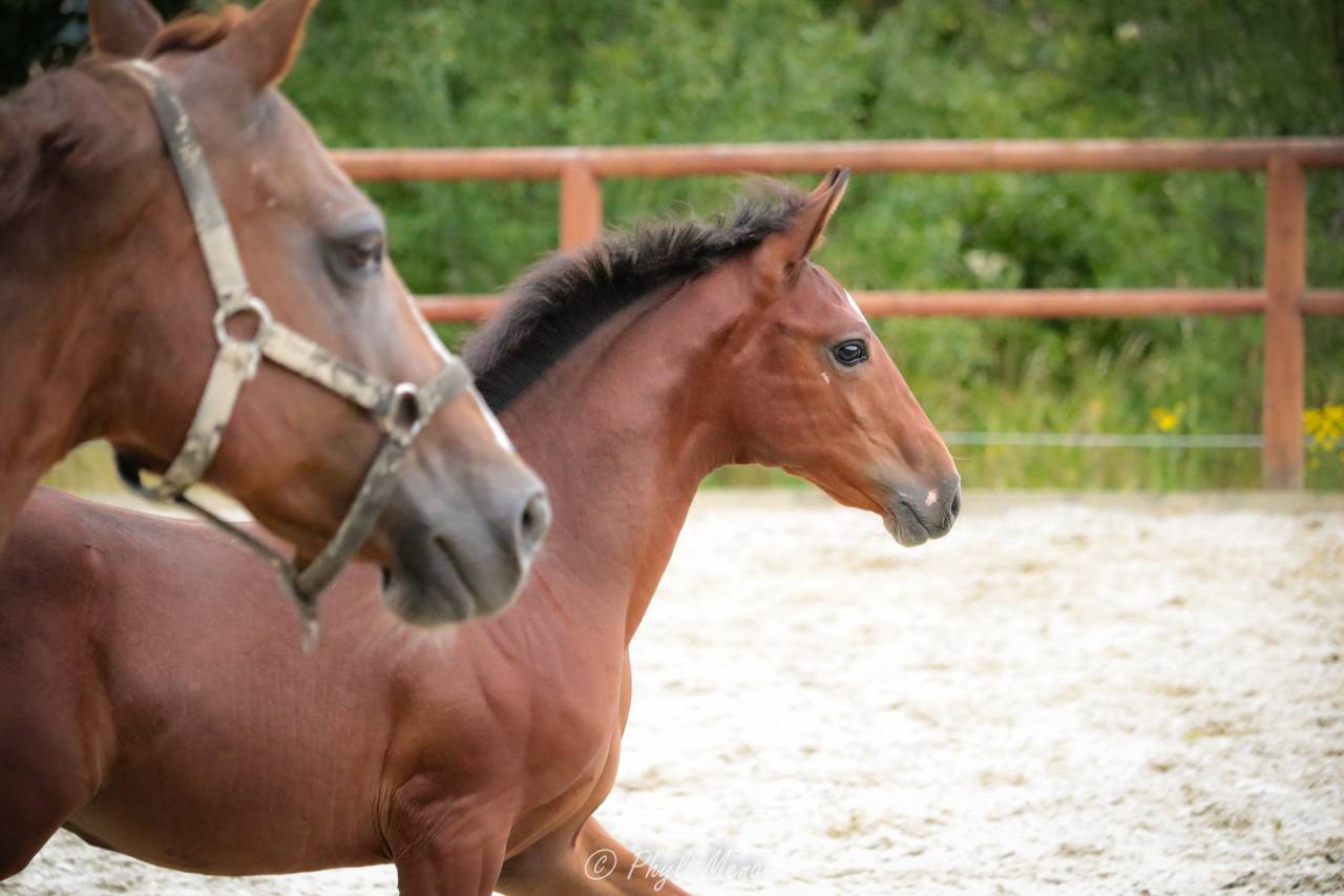 Très beau mâle pfs