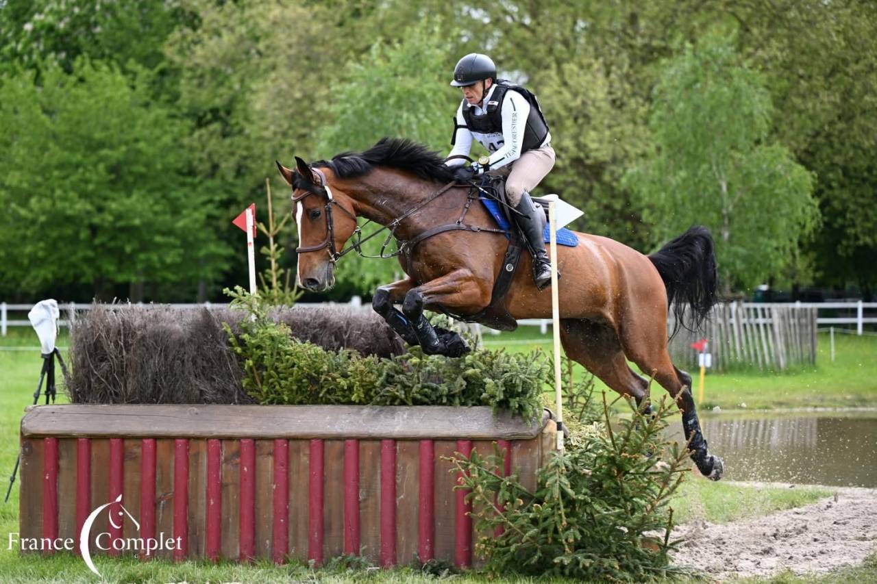 Hongre Zangersheide 9 ans