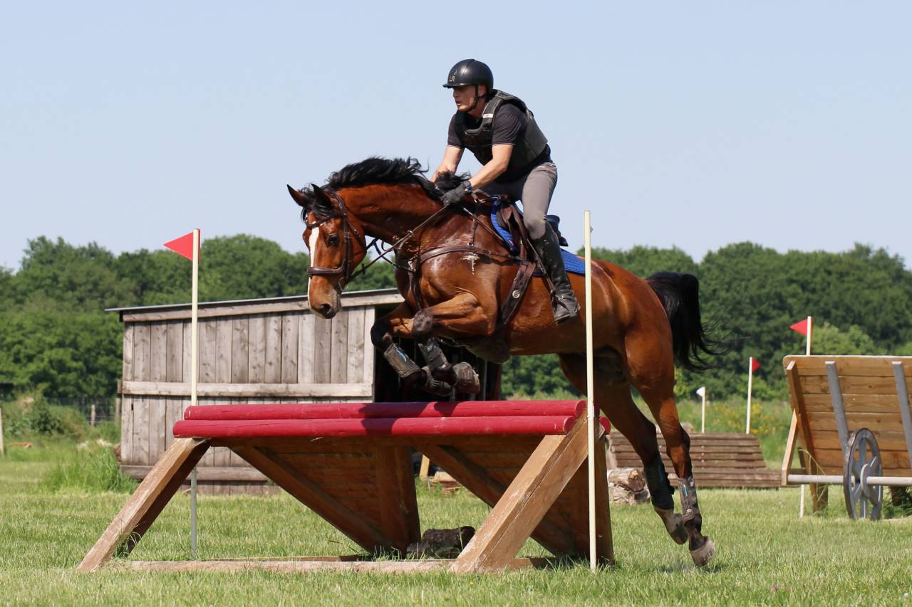 Hongre Zangersheide 9 ans