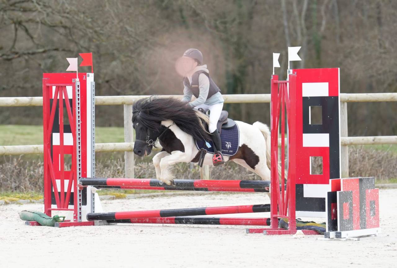 Foal pp shetland futur grand standard 