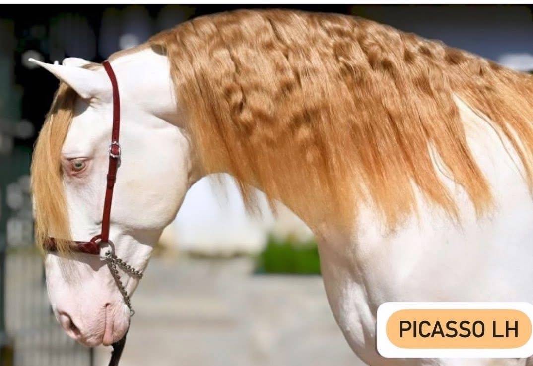 Poulain Pure Race Espagnole palomino