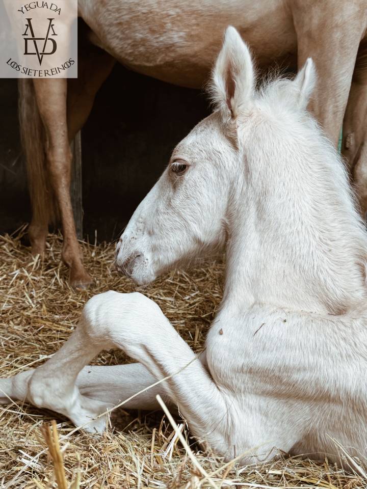 Poulain Pure Race Espagnole palomino