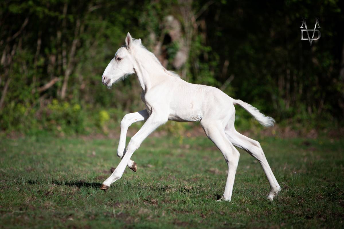 Poulain Pure Race Espagnole palomino