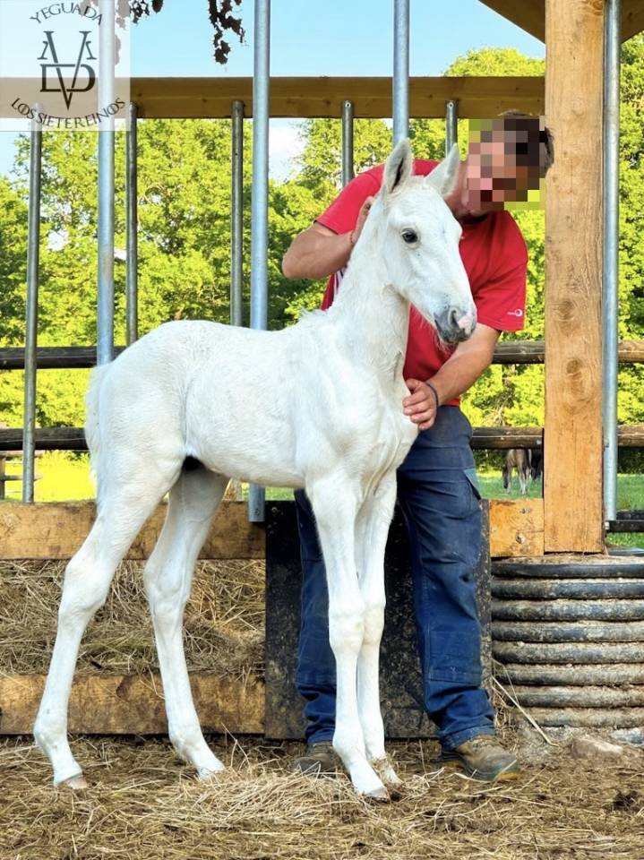 Poulain Pure Race Espagnole palomino