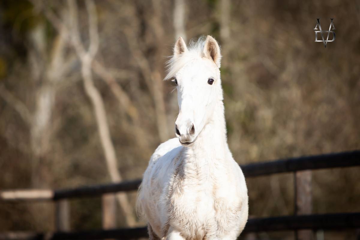 Poulain Pure Race Espagnole palomino &agrave; vendre