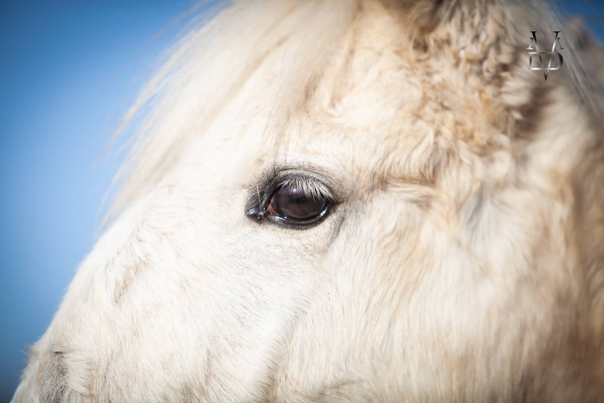 Poulain Pure Race Espagnole palomino &agrave; vendre