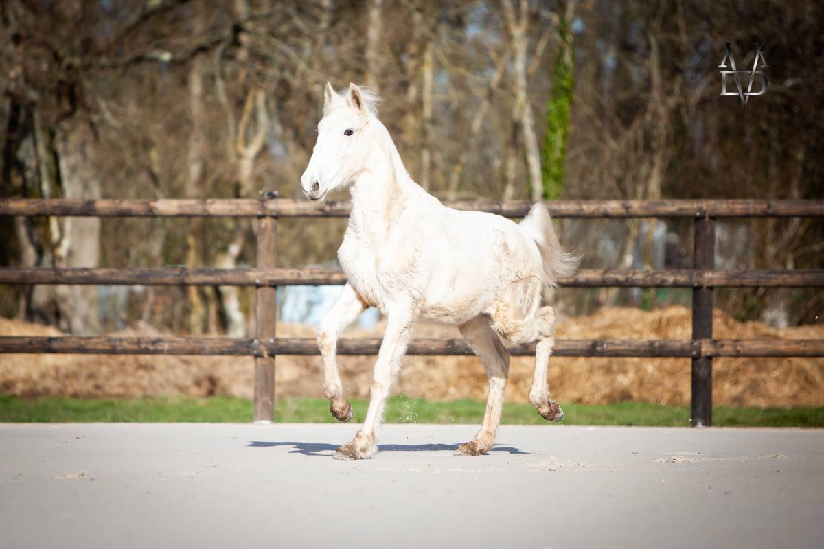 Poulain Pure Race Espagnole palomino &agrave; vendre