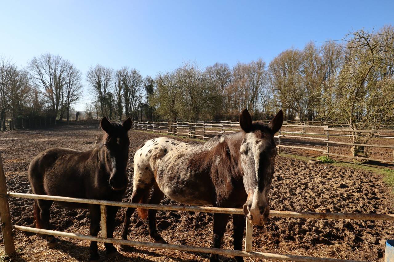 Propriété Équestre avec Maison d'Habitation et Gîte  4