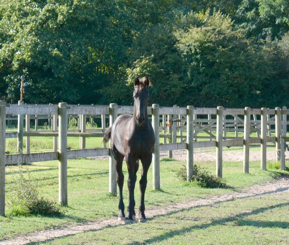 Poulain Frison Eliott du Graffard 