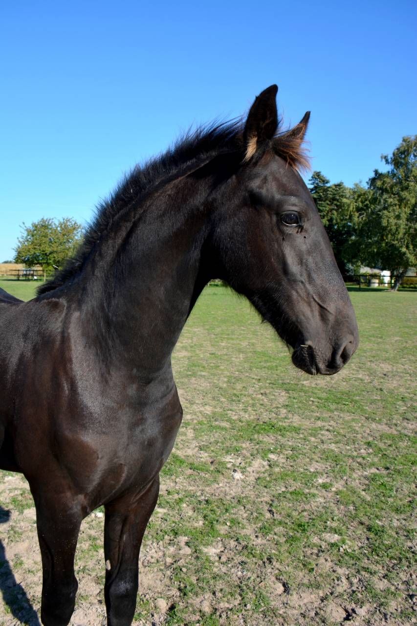 Poulain Frison Eliott du Graffard 