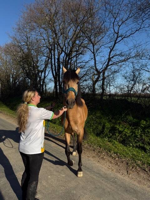 cheval disponible à la saillie