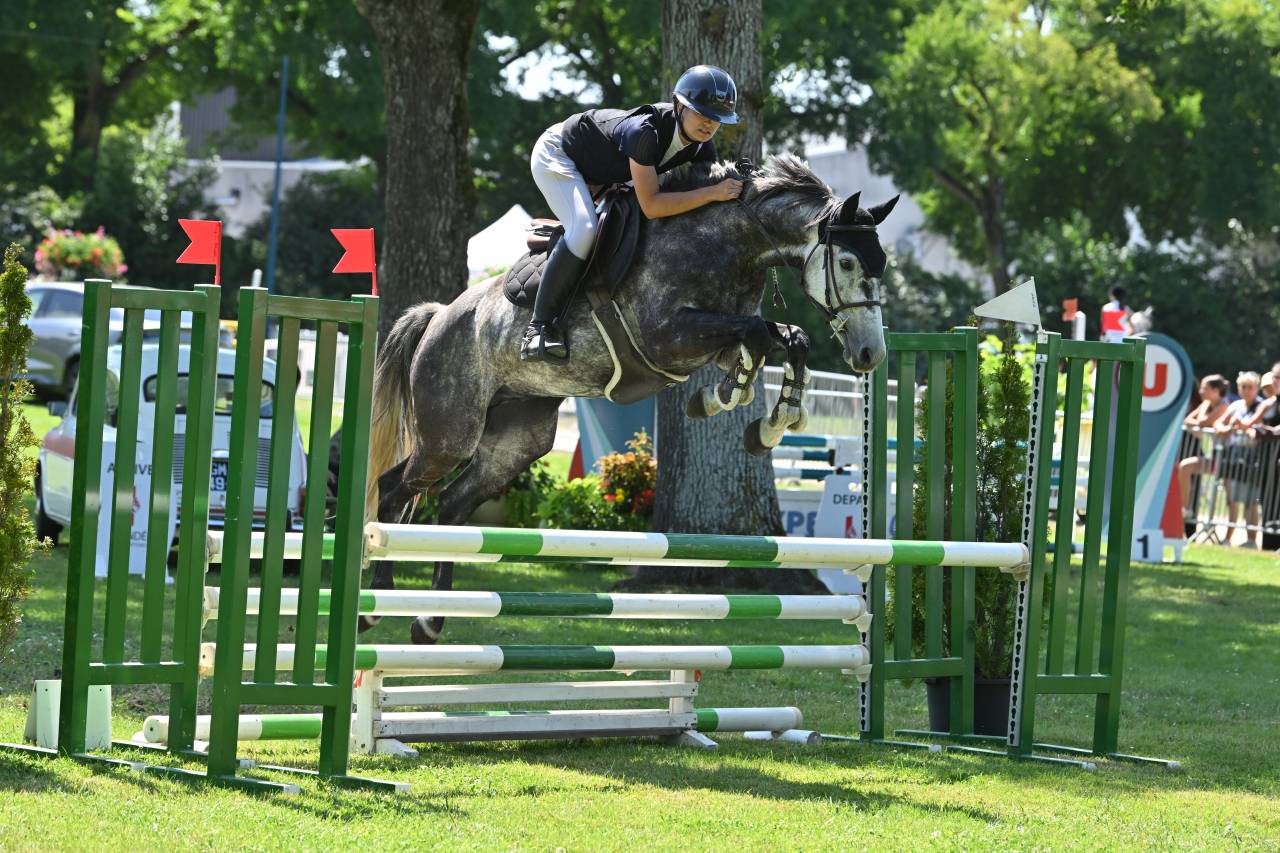 Petit cheval de sport 