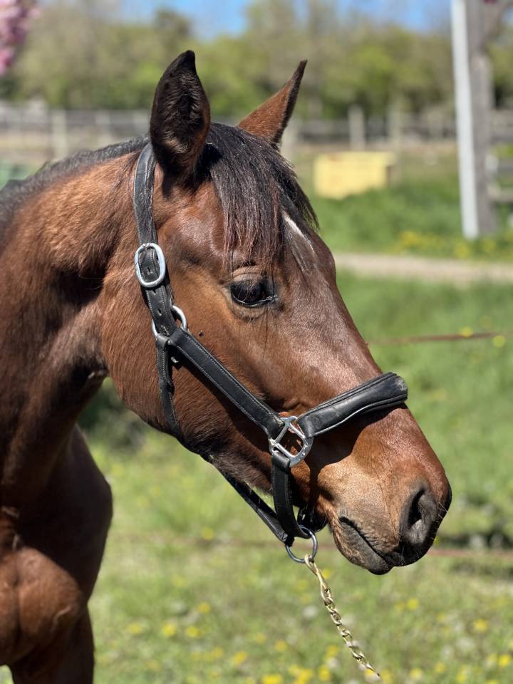 pouliche 2 ans CCE Dressage