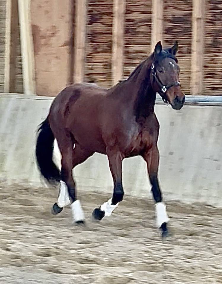 Jeune jument d'avenir CCE dressage