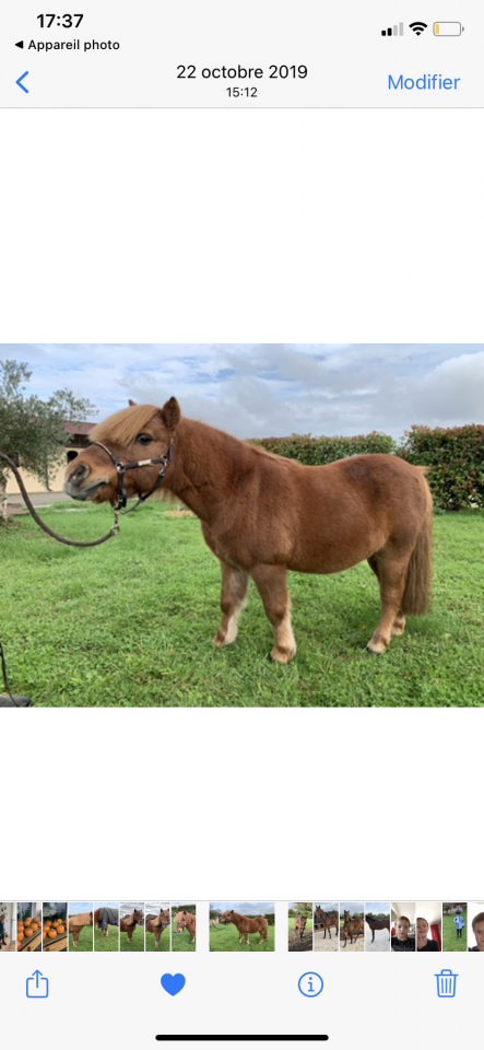 Cours poney club, stages poneys, 