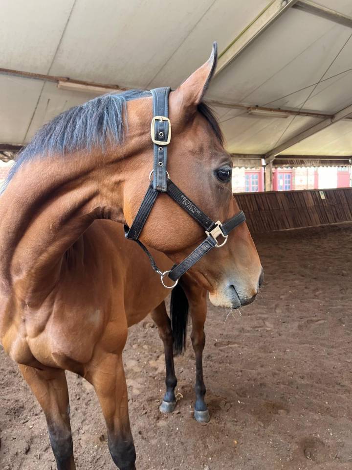 Noce - Cheval reformé