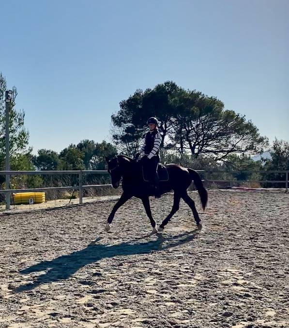 Jument dressage 13 ans 