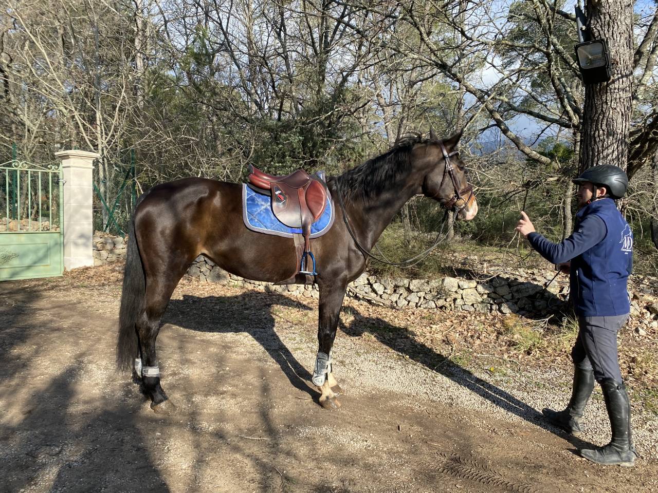 Jument dressage 13 ans 