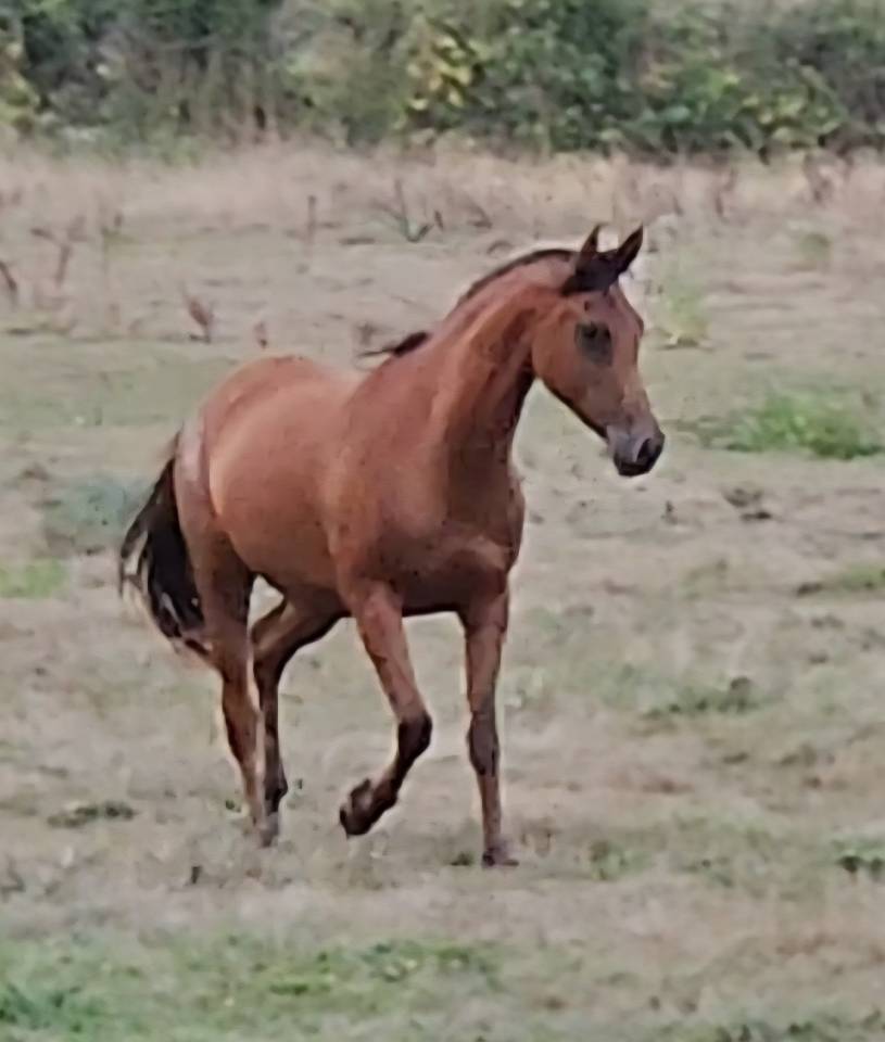 Pouliche 2022 top pédigrée 