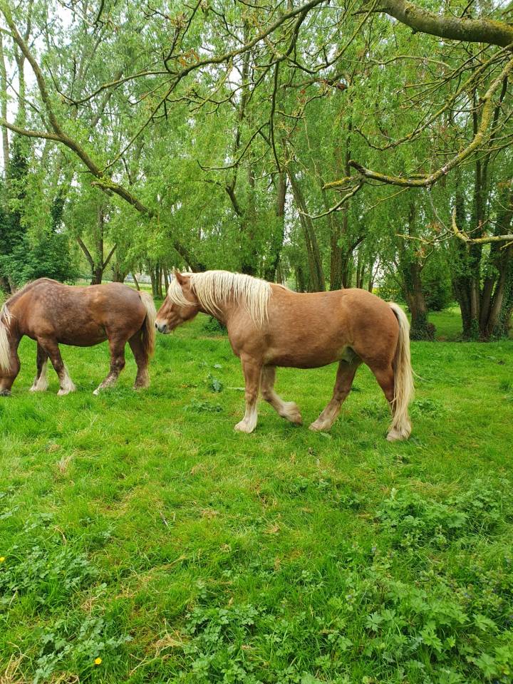 Hongre Comtois attelé