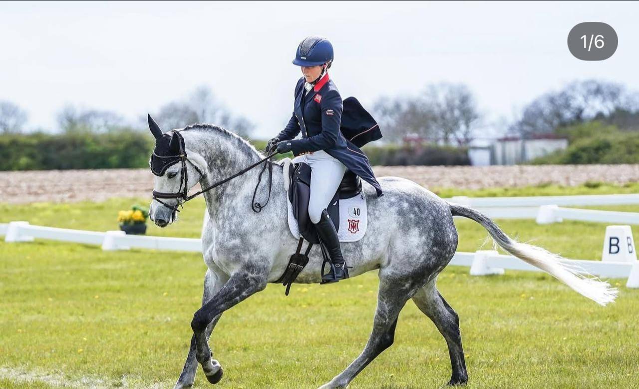 Jument Selle Français A vendre 2015 Gris