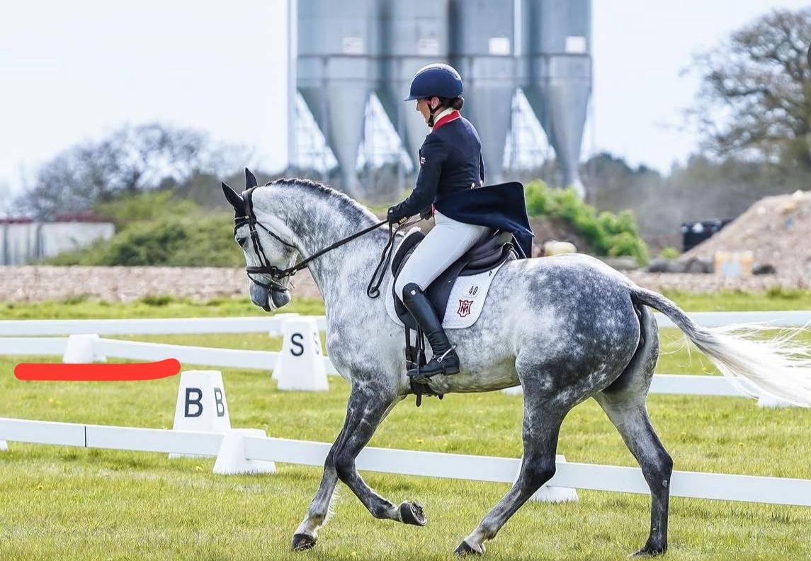 Jument Selle Français A vendre 2015 Gris