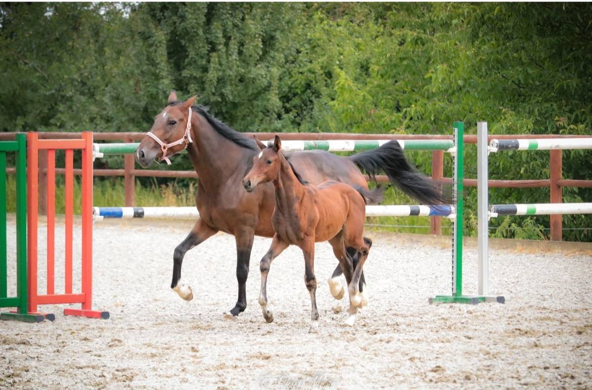 Mâle avec du chic pp