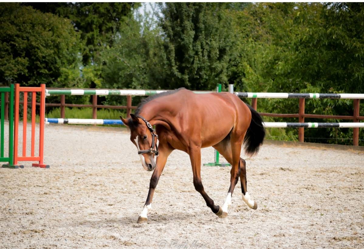 Mâle sf avec beaucoup de chic 