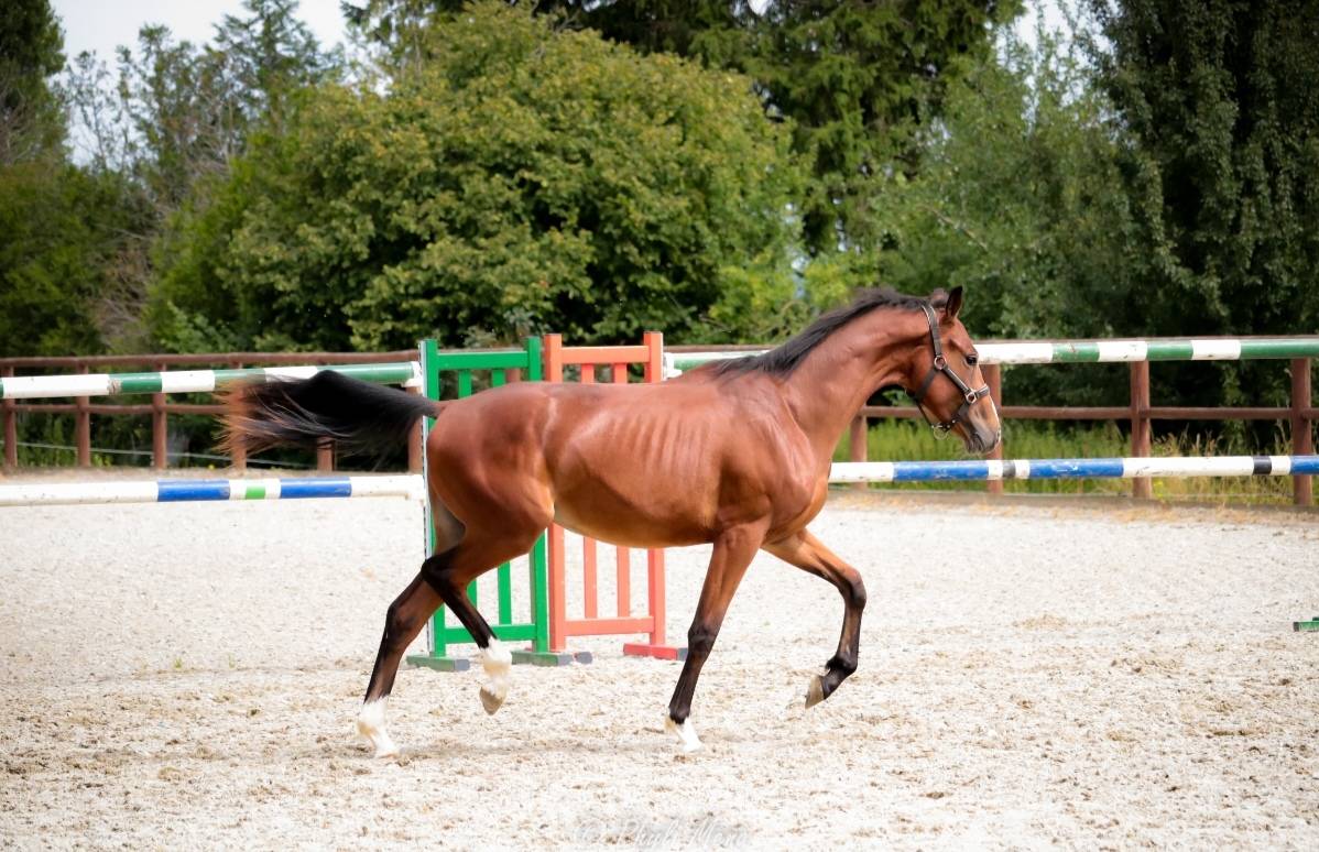 Mâle sf avec beaucoup de chic 