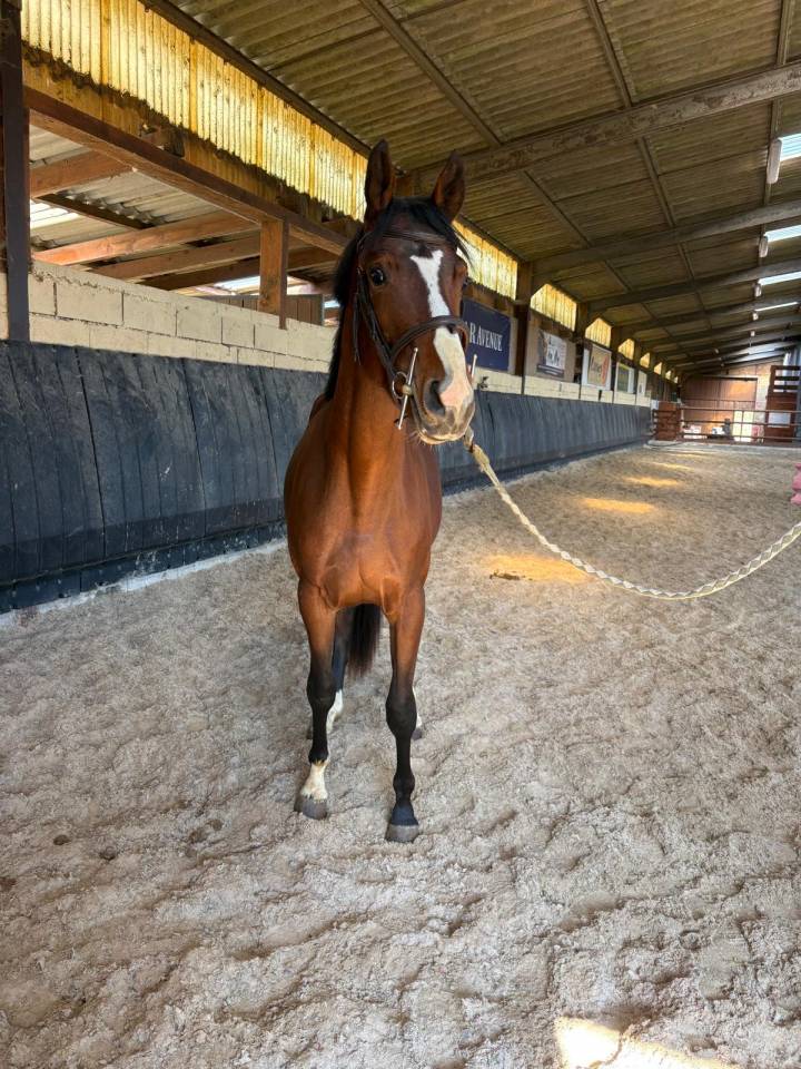 Hongre sf avec beaucoup de chic 