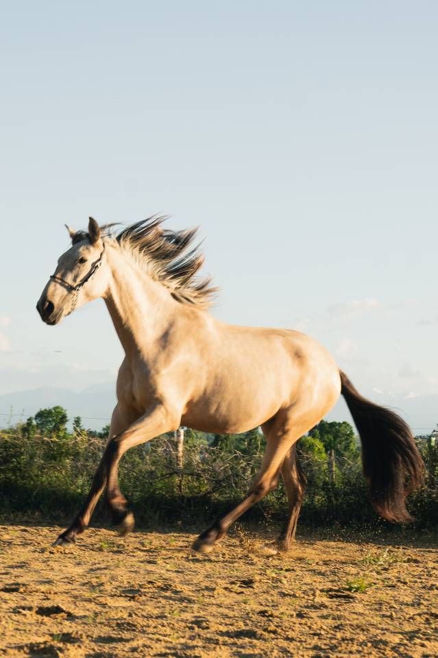 Niagara de la Cambre Pouliche PP PRE née en 2023