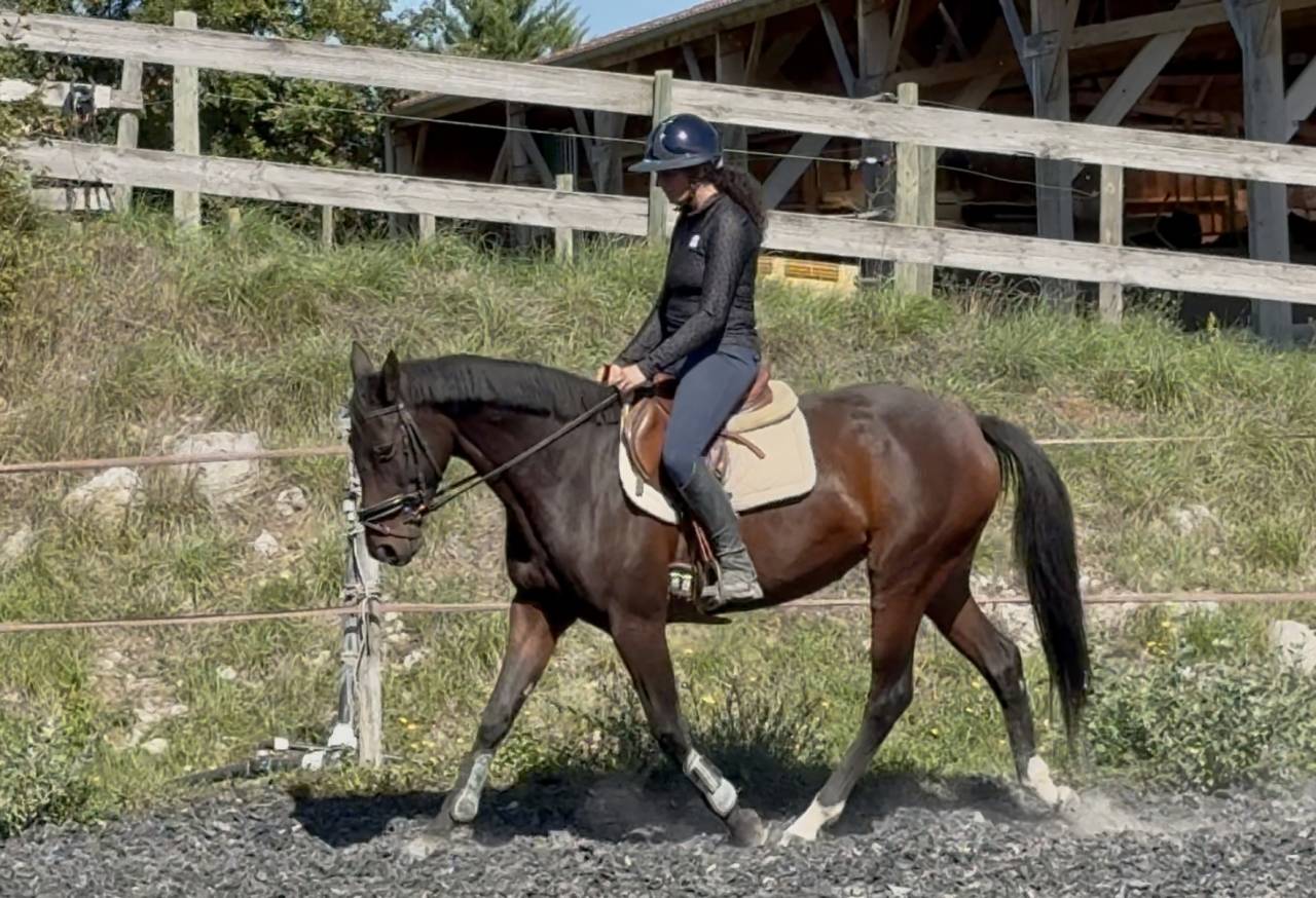 ideal amateur Jument CCE/CSO SF