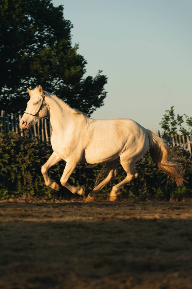 Jument PP Crème 4 ans