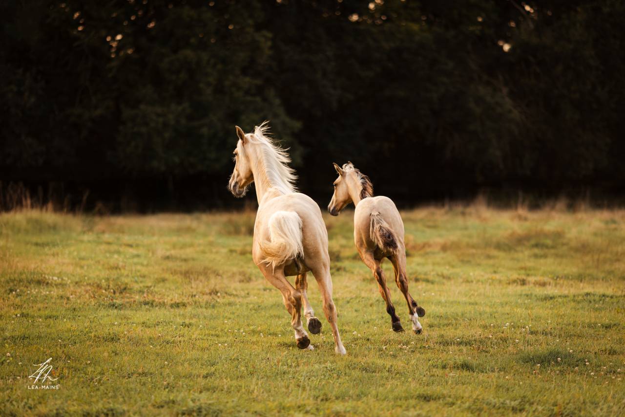Cheval Lusitanien Isabelle