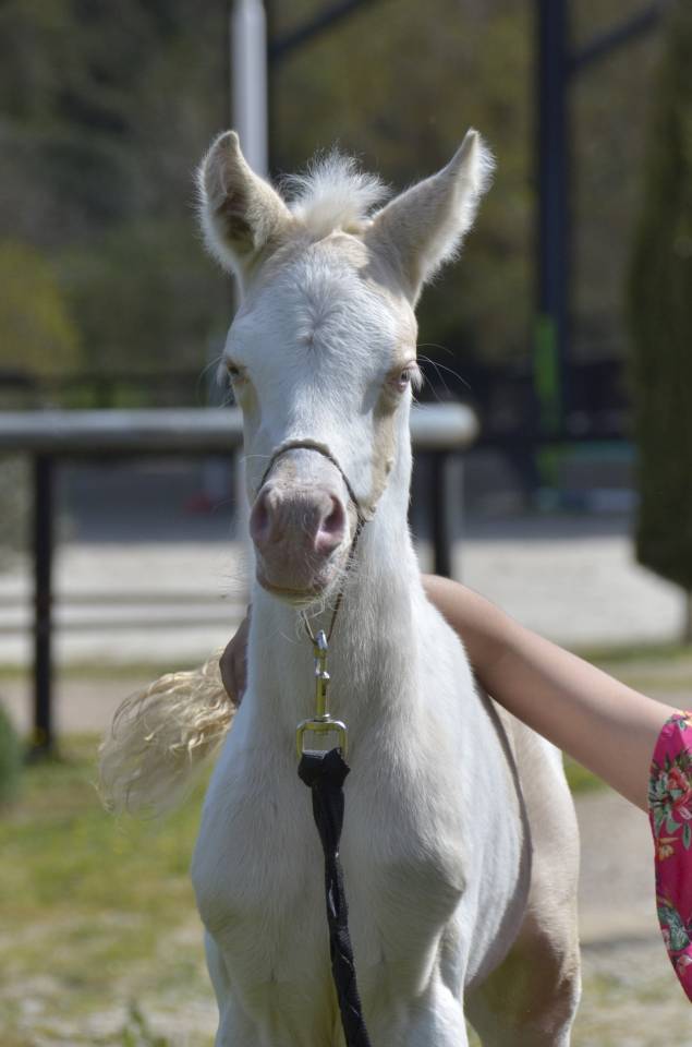 Pouliche Jument DSA Demi-Sang Arabe Pie Crème Palomino