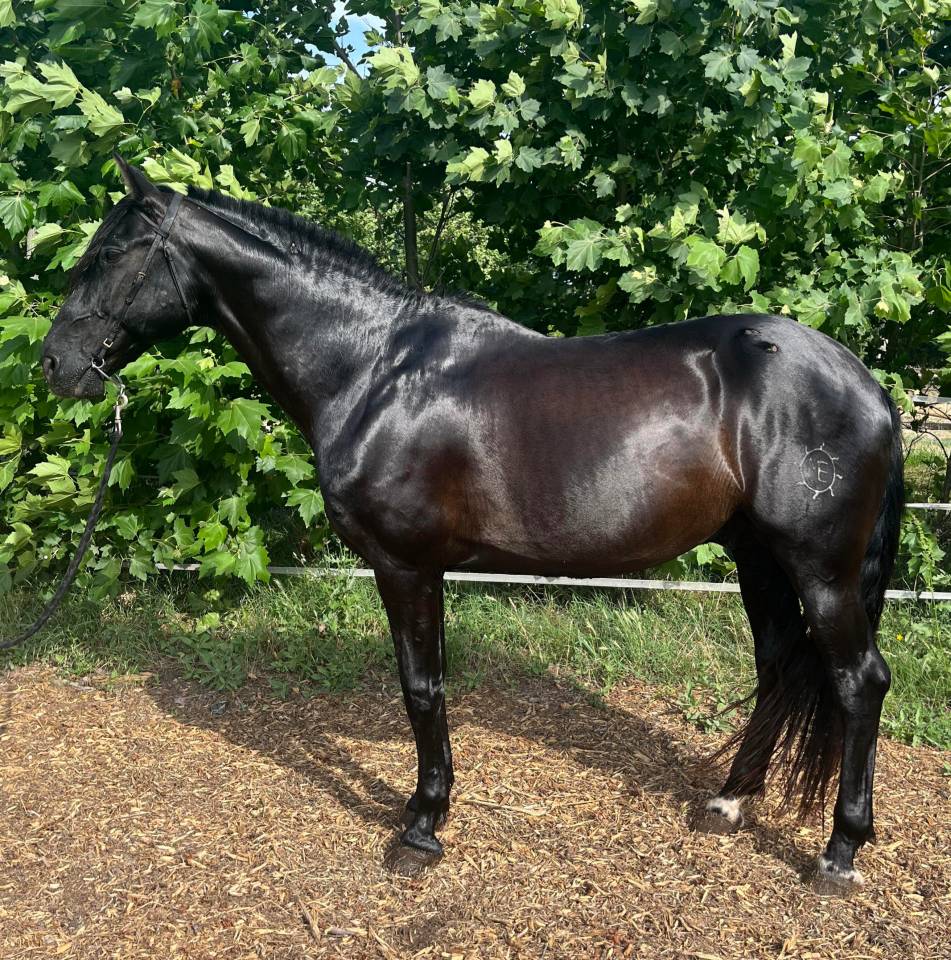 Saillie PRE - Invicto Aran