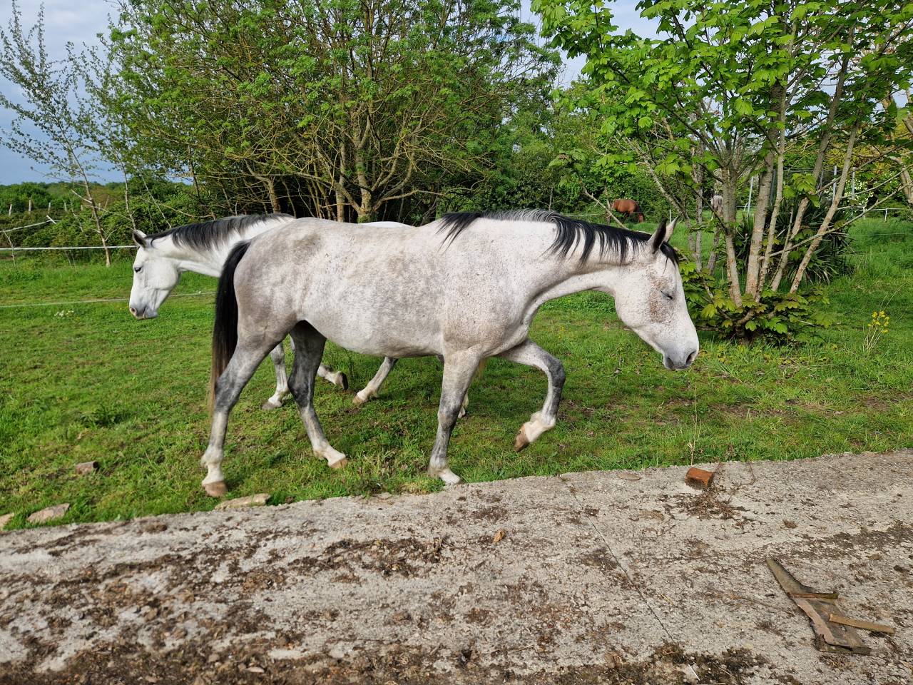 VENDUE! Arc de Ciel, Jument CDE 6 ans – Origines 