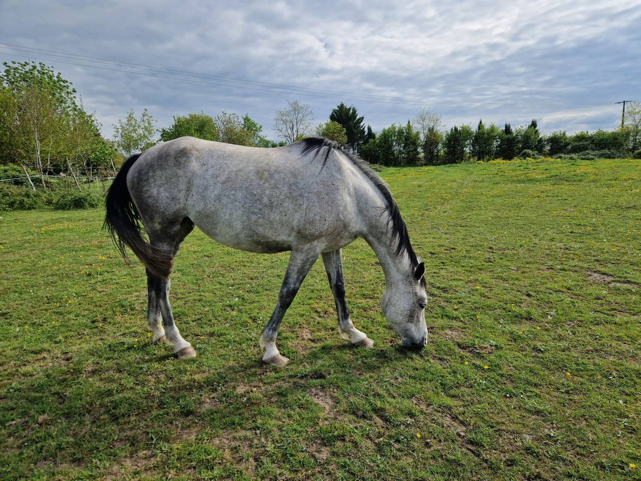 VENDUE! Arc de Ciel, Jument CDE 6 ans – Origines 