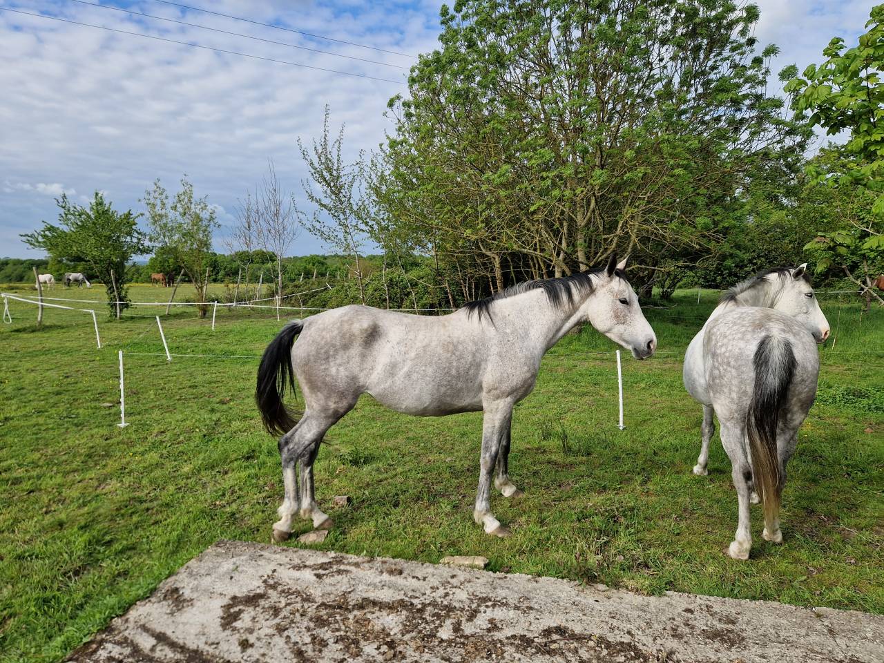 VENDUE! Arc de Ciel, Jument CDE 6 ans – Origines 