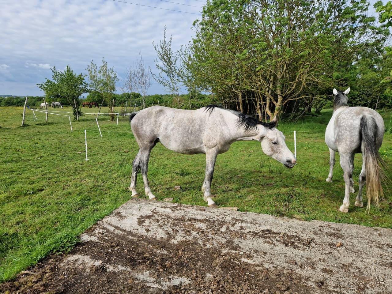 VENDUE! Arc de Ciel, Jument CDE 6 ans – Origines 