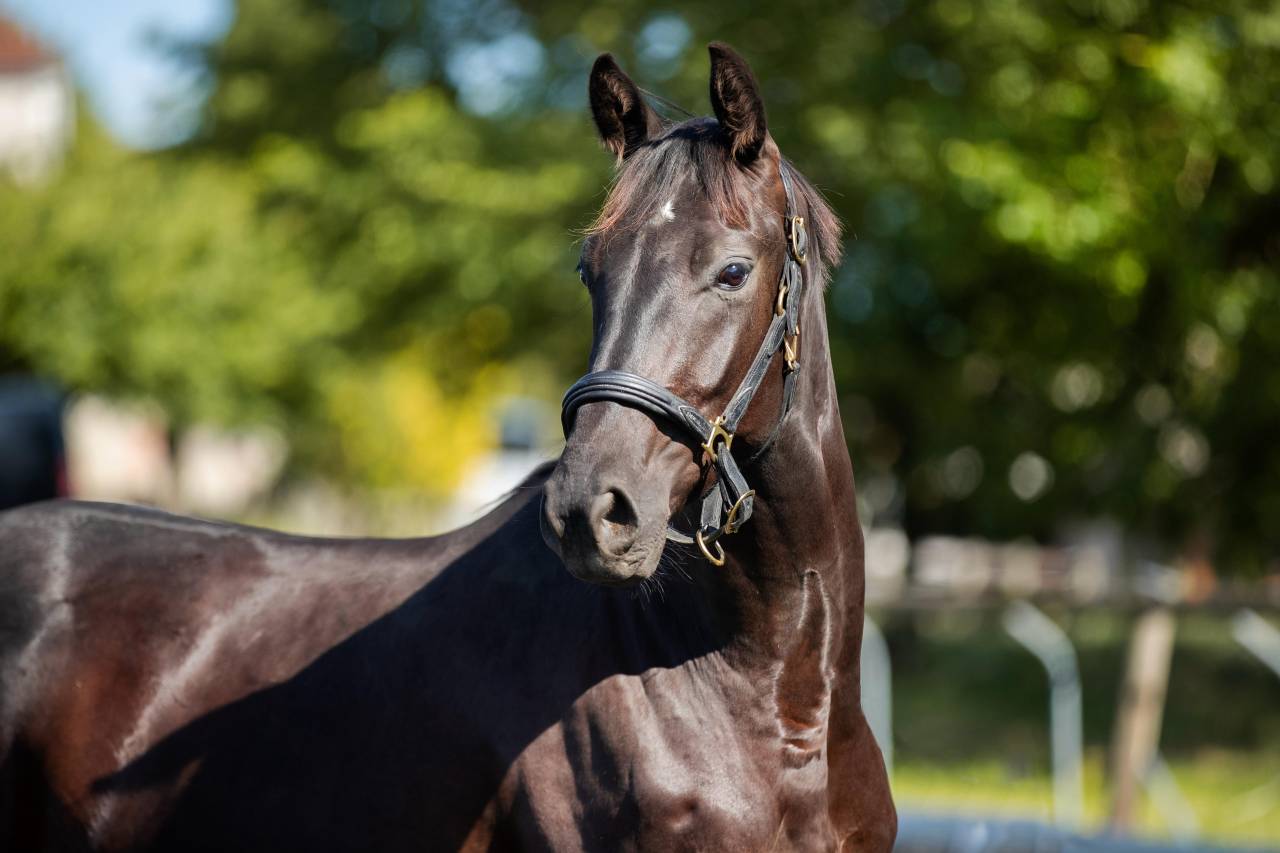 Hongre KWPN de 4ans par GLAMOURDALE X SAN REMO