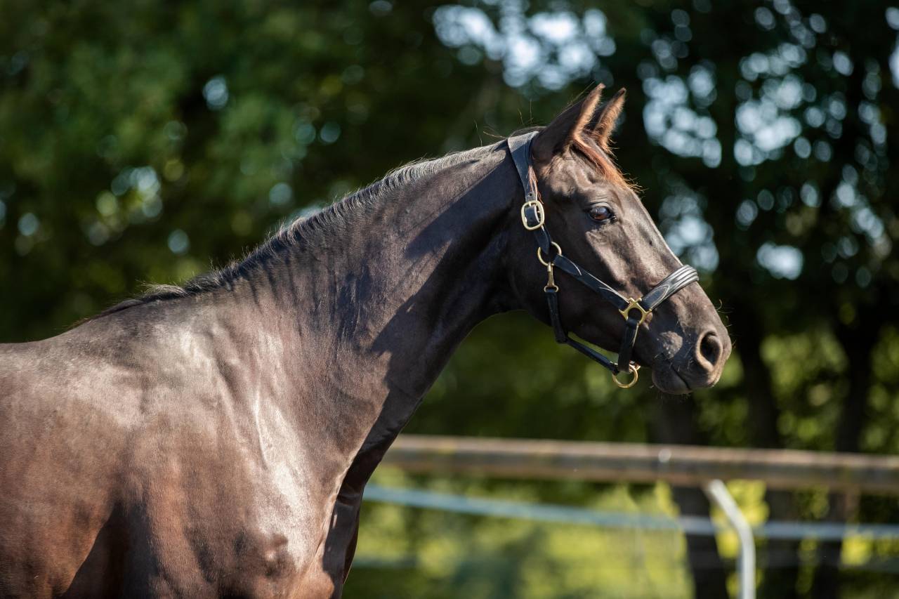 Hongre KWPN de 4ans par GLAMOURDALE X SAN REMO