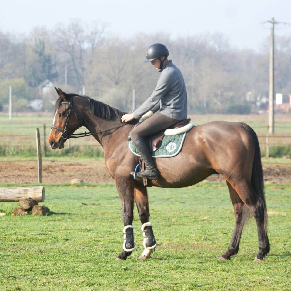 Top cheval de loisir, polyvalent, orientation CCE CSO