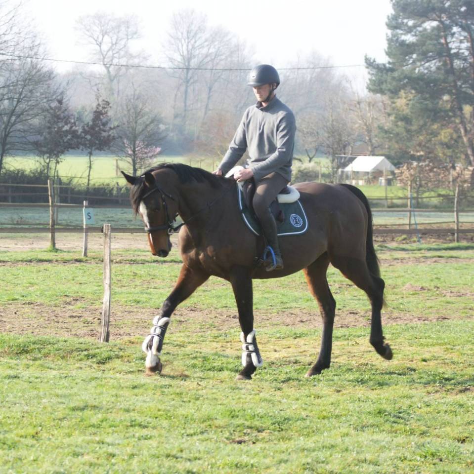 Top cheval de loisir, polyvalent, orientation CCE CSO