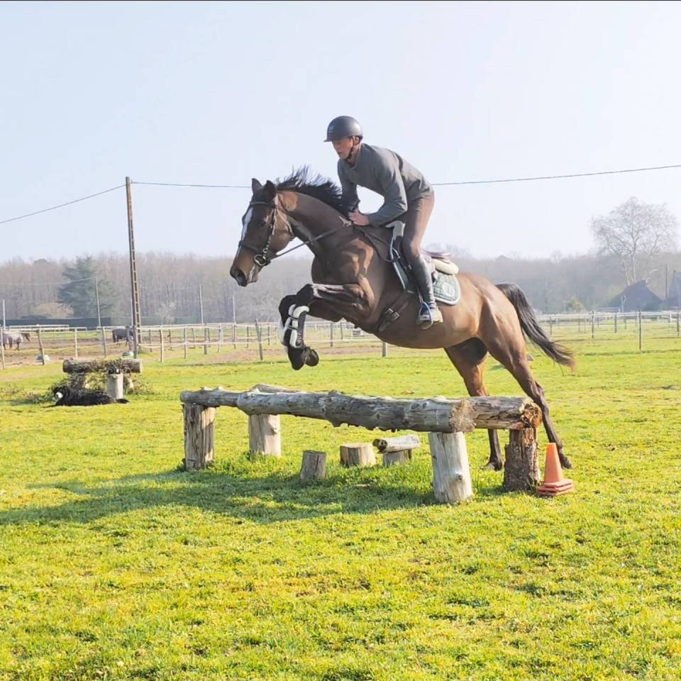 Top cheval de loisir, polyvalent, orientation CCE CSO